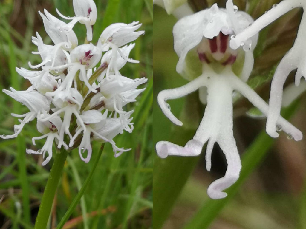 Links ein Blütenstand eines weißen Äffchenknabenkrautes, rechts daneben eine Detailaufnahme einer Blüte, die wie ein breit lächelndes Äffchen mit Hut aussieht.
